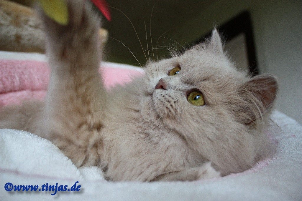 Britisch Langhaar Kater 5 Monate fawn </A>